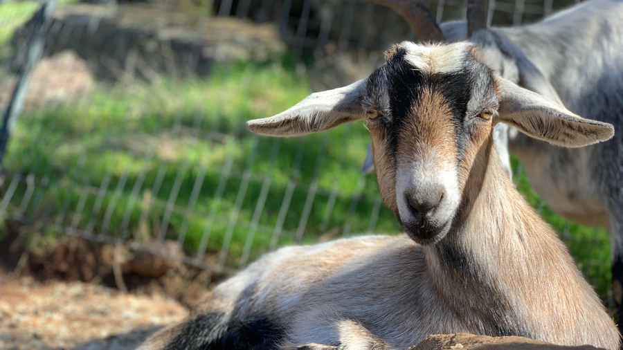 Goat resting on Happy Path Farm